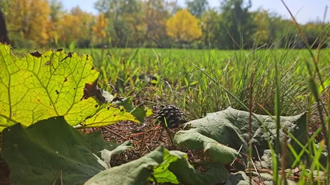 Autumn Forest Glade Stock Footage 250821685