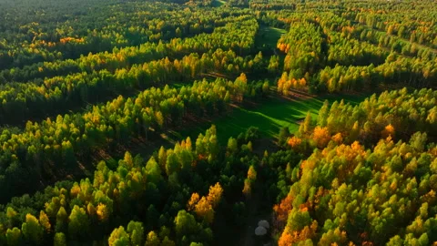 Autumn forest. Golf course in Forest fall. Forest in golden colors of autumn. Stock Footage 219883923