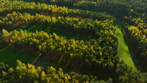 Autumn forest. Golf course in Forest fall. Forest in golden colors of autumn. Stock Footage 219884653