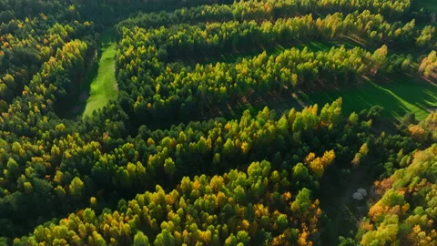 Autumn forest. Golf course in Forest fall. Forest in golden colors of autumn. Stock Footage 219885211
