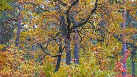 Autumn forest grace.Oak tree in colored foliage Photos
