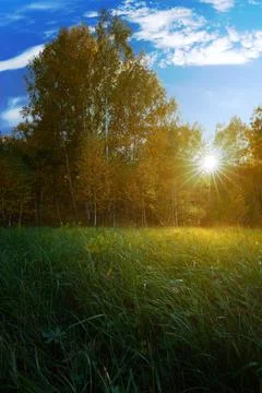 Autumn in the forest. Green grass. Warm sun rays. Stock Photos