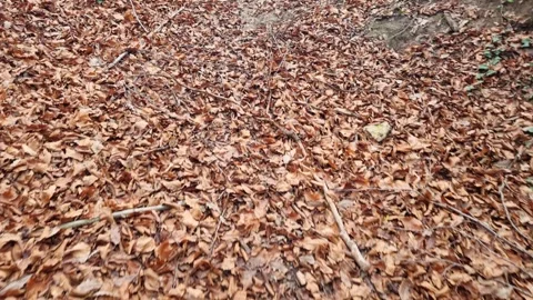 Autumn forest ground covered with dry fallen leaves in motion Stock Footage 323439853