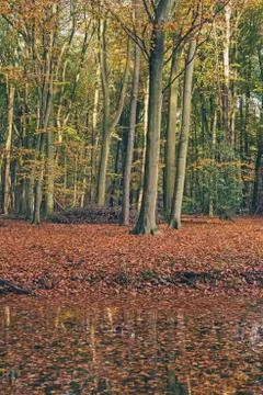 Autumn forest with ground covered in orange leaves. Stock Photos