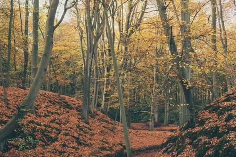 Autumn forest with ground covered in orange leaves. Stock Photos