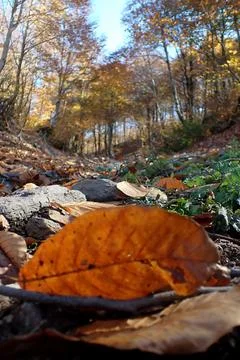 Autumn Forest Ground Perspective Stock Photos