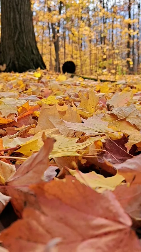 Autumn Forest Ground Vertical Time Lapse Stock Footage 289762756