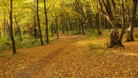 Autumn forest. Height view. Flying over autumn trees Video stock 142385900
