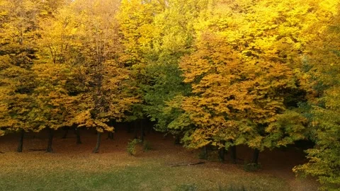 Autumn forest. Height view. Flying over autumn trees Stock Footage 142385951