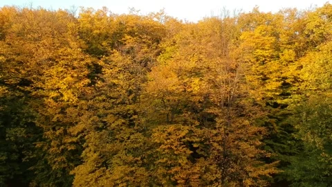Autumn forest. Height view. Flying over autumn trees Stock Footage 142386162