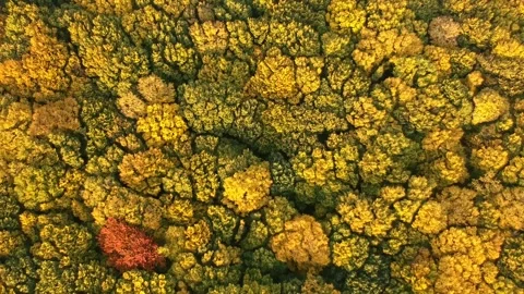 Autumn forest. Height view. Flying over autumn trees Video stock 142386316