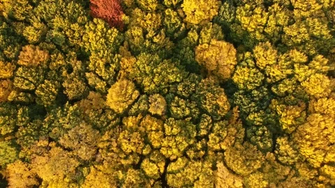 Autumn forest. Height view. Flying over autumn trees Stock Footage 142386371