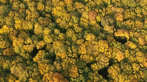 Autumn forest. Height view. Flying over autumn trees Stock Footage 142386452