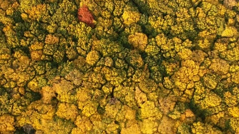 Autumn forest. Height view. Flying over autumn trees Video stock 142386454