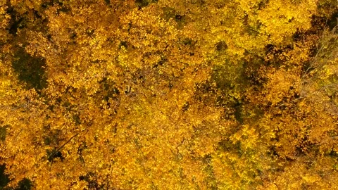 Autumn forest. Height view. Flying over autumn trees Stock Footage 142386461