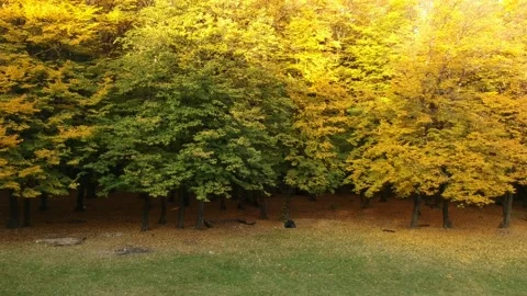 Autumn forest. Height view. Flying over autumn trees Video stock 142386512