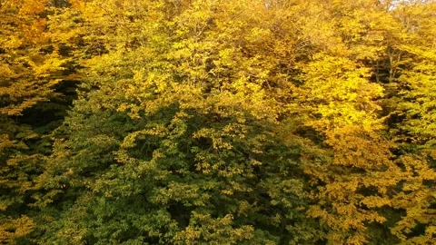 Autumn forest. Height view. Flying over autumn trees Video stock 142386594