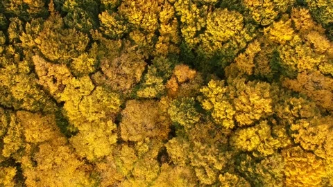 Autumn forest. Height view. Flying over autumn trees Stock Footage 142386628