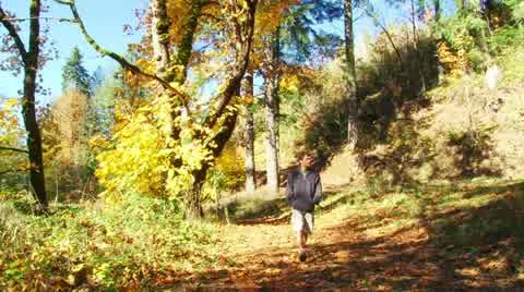 Autumn Forest Hike 2 Stock Footage 10911798