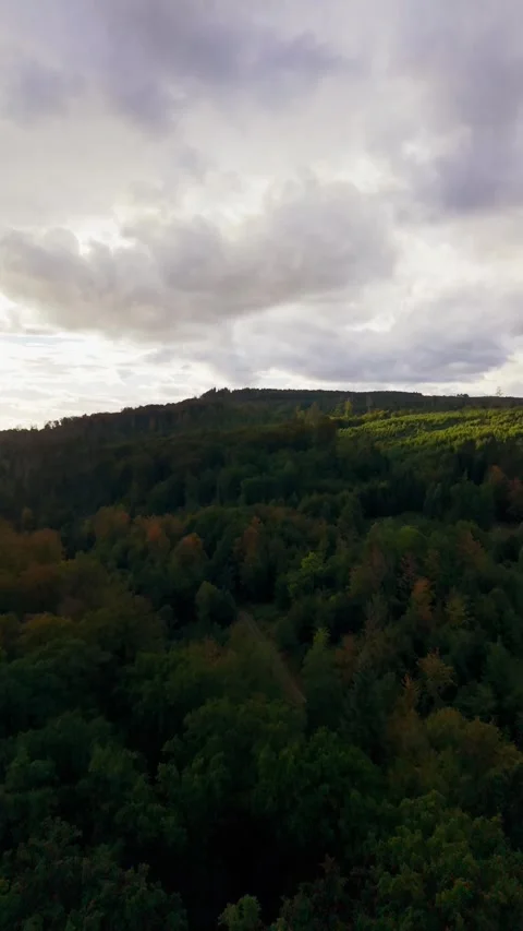 Autumn Forest Hills Under Cloudy Sky 動画素材 345113312