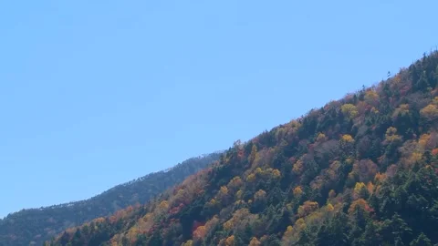 Autumn Forest Hillside Pan Stock Footage 346195711
