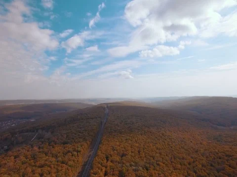 Autumn forest II Stock Footage 77533334