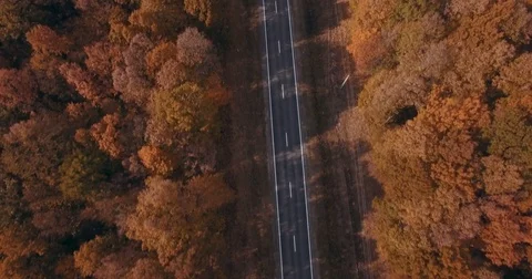 Autumn forest III Stock Footage 77533505