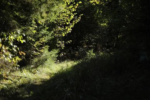 Autumn forest. Inside the forest thicket. Sunlight on plants. Foto stock