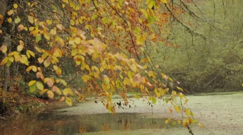 Autumn, Forest, Lake Stock Footage 43319558