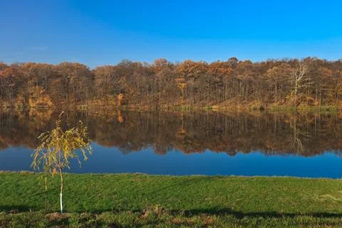 Autumn forest on a lake Stock Photos