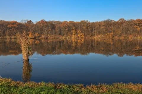 Autumn forest on a lake Stock Photos