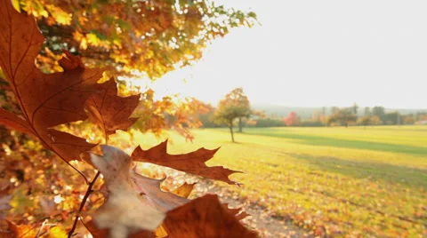 Autumn forest with landscape, backlit Stock Footage 55919984