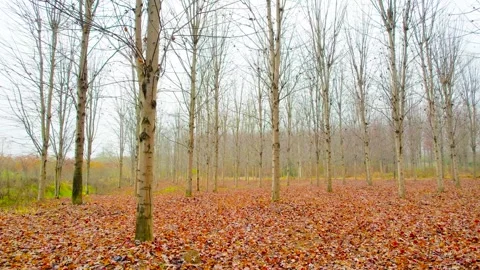 Autumn Forest Landscape With Bare Trees And Fallen Orange Leaves On The Ground Stock-Footage 341943159