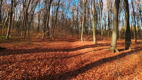 Autumn forest landscape with beech trees.  Stock Footage 323868212