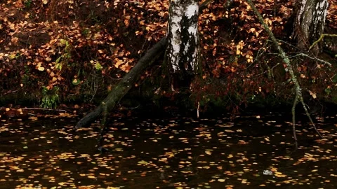 Autumn forest landscape with birch tree trunks reflecting on dark water surface Stock Footage 342919695