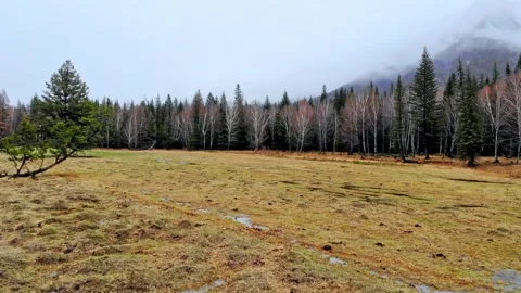 Autumn Forest Landscape. Drone flight over an autumn field, forest and Stock-Footage 338360477