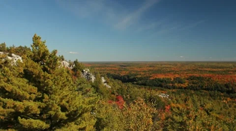 Autumn forest landscape Stock Footage 12368475