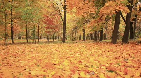 Autumn forest landscape Video stock 31822898