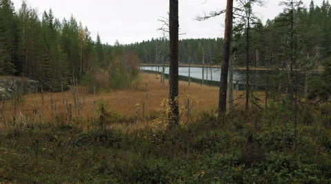 Autumn forest landscape Stock Footage 49572450