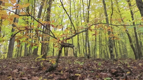 Autumn forest landscape Stock Footage 56434511