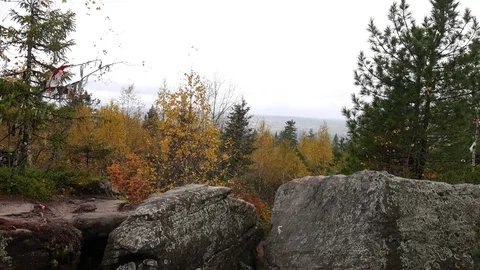 Autumn forest landscape Stock Footage 80938643