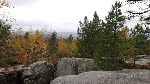 Autumn forest landscape Stock Footage 80938649