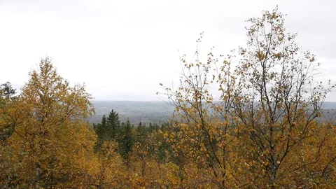 Autumn forest landscape Stock Footage 80938652