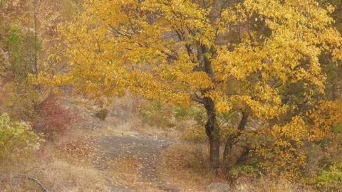 Autumn forest landscape Stock Footage 80993015