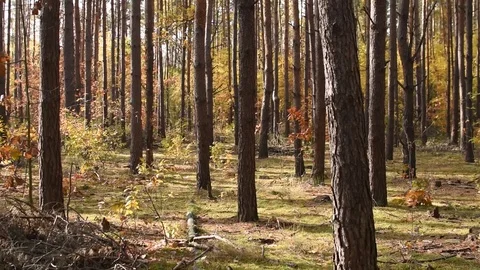 Autumn forest landscape Video stock 97977050