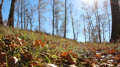 Autumn forest landscape Stock Footage 111578627