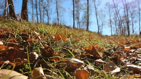 Autumn forest landscape Stock Footage 111579041