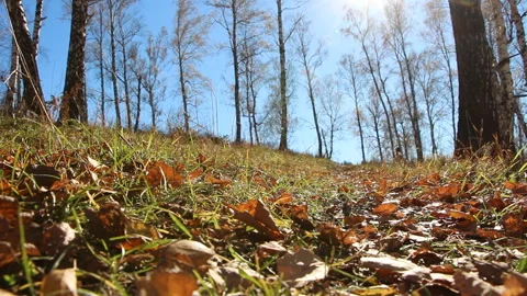 Autumn forest landscape Stock Footage 111579552