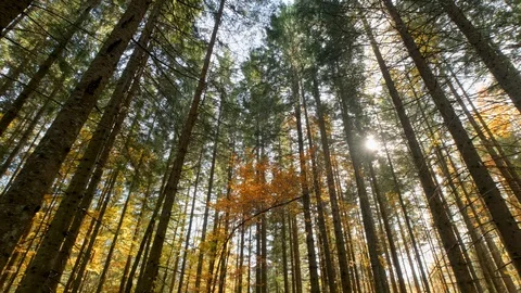 Autumn forest landscape Stock Footage 121458052