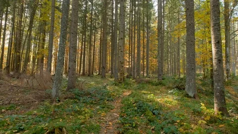 Autumn forest landscape Stock Footage 121458063